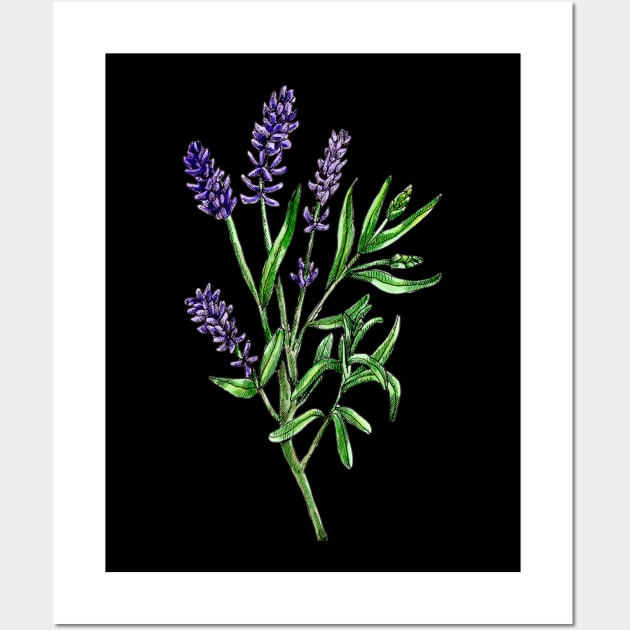 Real lavender, Lavandula angustifolia Wall Art by voidea